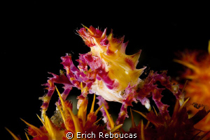 Soft coral crab, no cropping by Erich Reboucas 